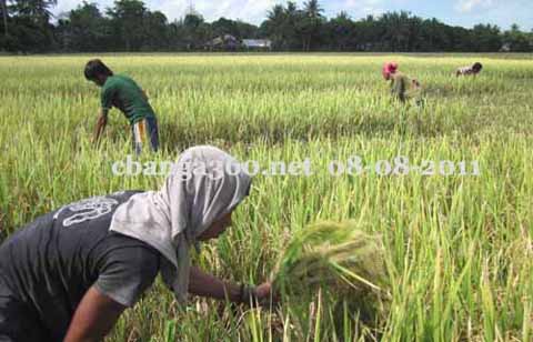 IBON: President Cited Misleading and Faulty Rice Data in SONA