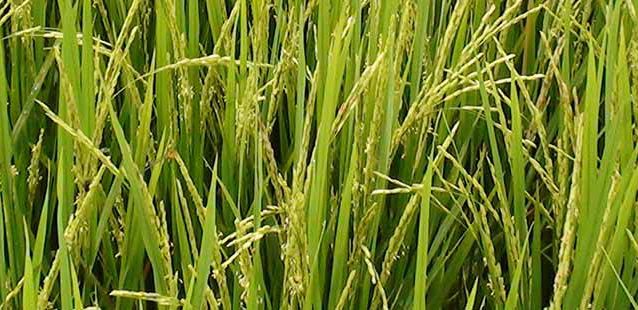 Golden Rice poses risk to environment, human health – Greenpeace