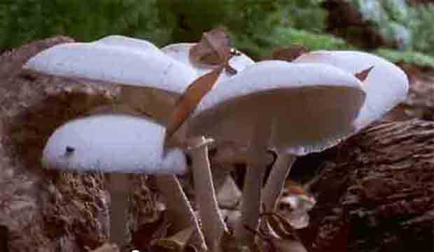 Excerpt on amazing 3D film about fungi, and how it can save the world