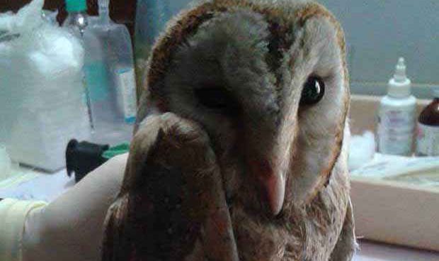 You won’t believe what this Barnowl had been through lately