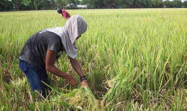 DA says Bicol farmers are getting older, remain poorest sector