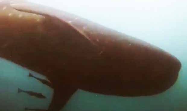 Whale shark in Donsol communicates, leaves lasting message to tourists