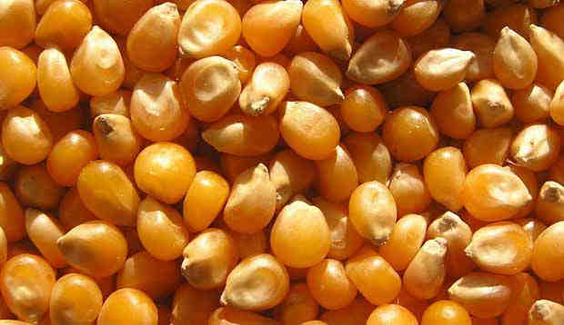 Russia impose ban on corn, soy bean imports from US
