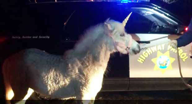 It took a three-hour chase before police captures “Unicorn” in California
