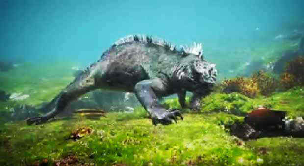 Watch awesome unique Marine Iguana forage algae at sea bottom