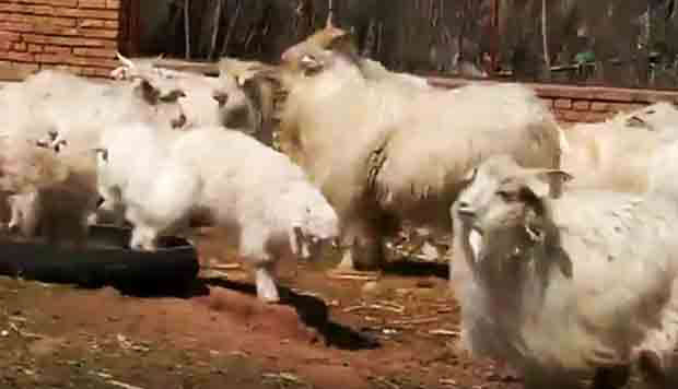 Inner Mongolia claim success in cloning goat for superfine cashmere wool production