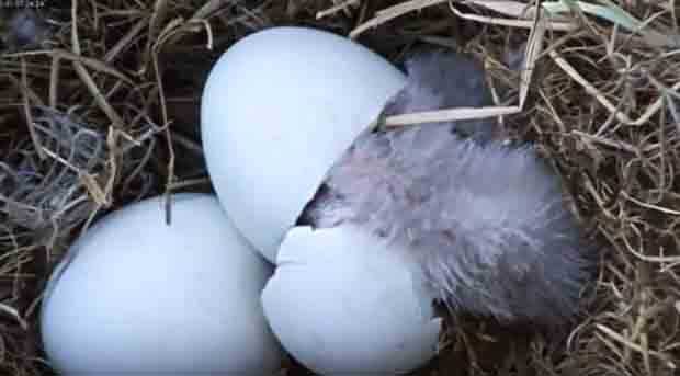 Update:  Bald eagle hatch first egg with the world watching