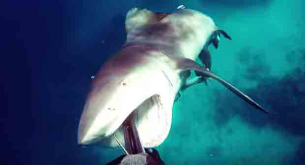 Bull shark attacks spear fisherman in heart-pounding footage