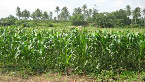 Corn farmers are getting small financing scheme thru credit card