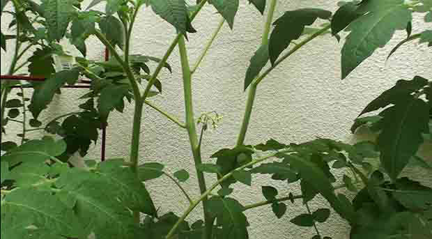 Latest Update on the Eight Cherry Tomato Plants
