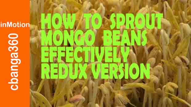 Watch How to Effectively Sprout Mongo Beans Redux Version 2018