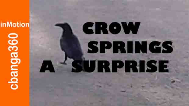 Watch A Crow Springs A Surprise