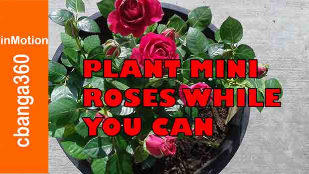 Watch How to Plant Beautiful Mini Roses