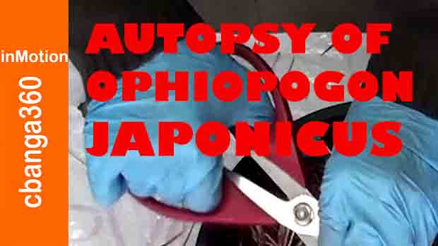 Watch the Autopsy of Ophiopogon Japonicus