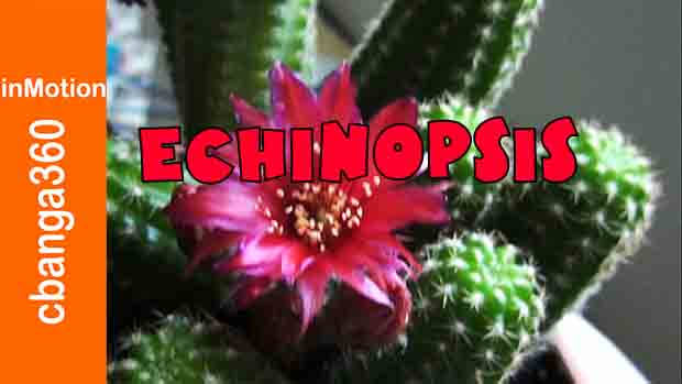 Watch How To Plant Echinopsis Cactus