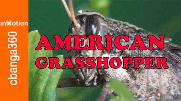 Watch Persistent and Stubborn American Grasshopper