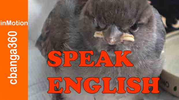 Watch Yes Speak English Please