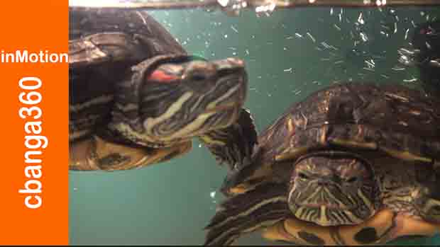 Watch Pepper and Cooper Friendly Turtle Housemates