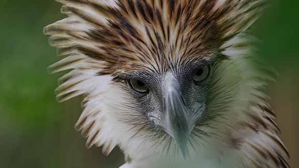 THROWBACK: Official Trailer BIRD OF PREY Philippine Eagle