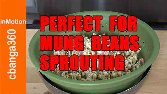 REPORT  Effective SPROUTING MUNG BEANS using collapsible colander