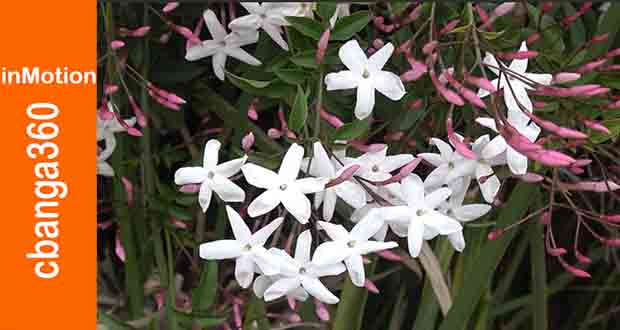 white flower of spring
