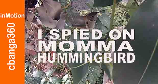 momma hummingbird nesting