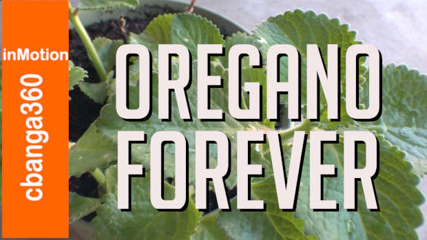 Best ever home-style preserving Oregano