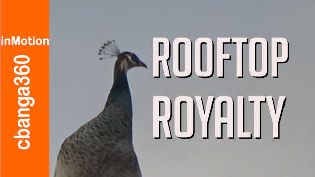 A Peahen (female counterpart of peacock) on the rooftop.