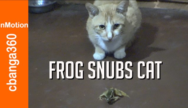 When Frog Totally Snubs Cat #short