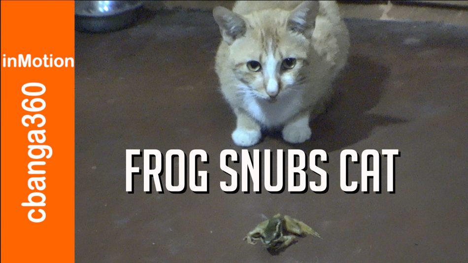 When Frog Snubs Cat
