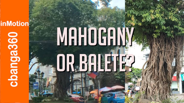 Mahogany Tree Or Balete Tree