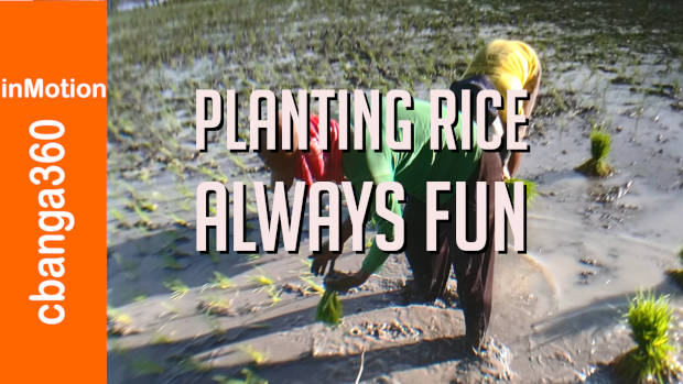 Planting Rice Always Fun #short
