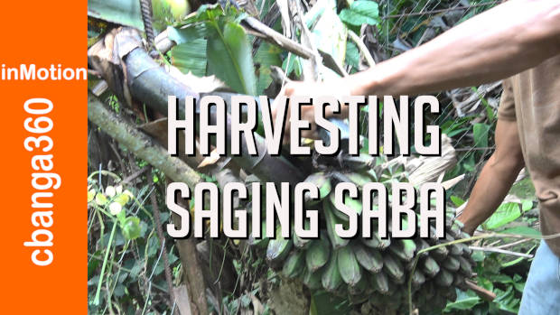 Ang Bigat na Ani ng Saging na Saba