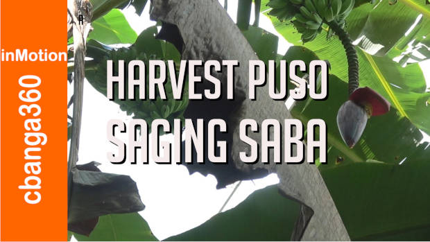 Harvesting Heart of Saba Banana or Pag ani ng puso ng saging na Saba.