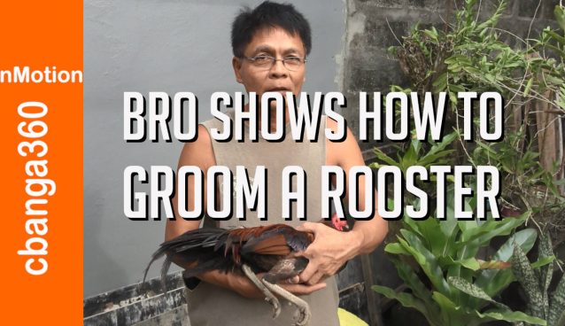 Bro shows how to groom rooster the easy way
